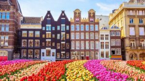 Tulip flowers at Dam Square in Amsterdam