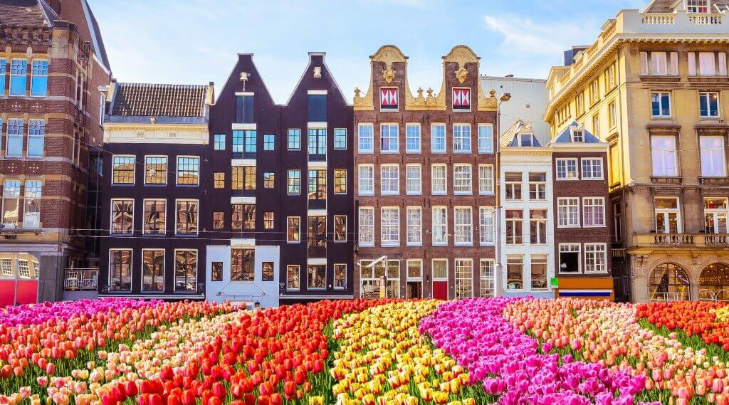 Tulip flowers at Dam Square in Amsterdam